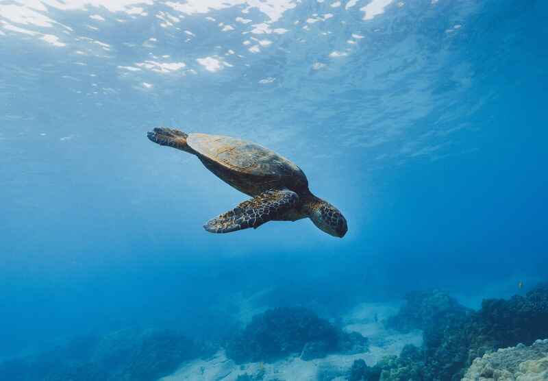 Leatherback Turtles in Costa Rica