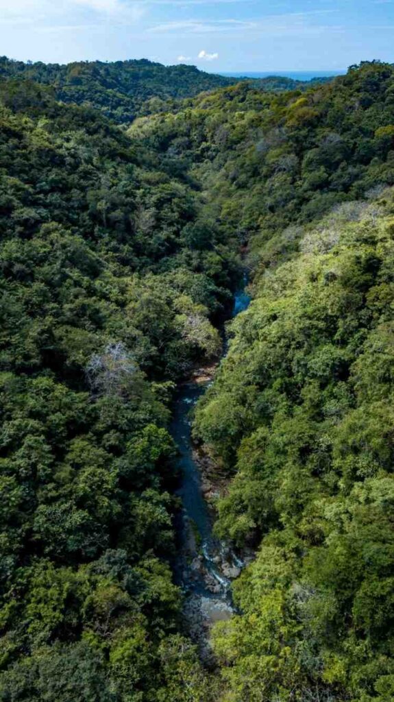 Aerial vertical shot looking down at a winding river flowing through a lush, dense tropical forest canyon.