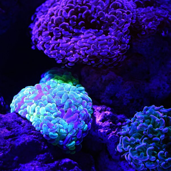 Bioluminescent Waves | 2026 Insider Guide