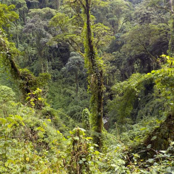When Is Rainy Season In Costa Rica | 2026 Insider Guide