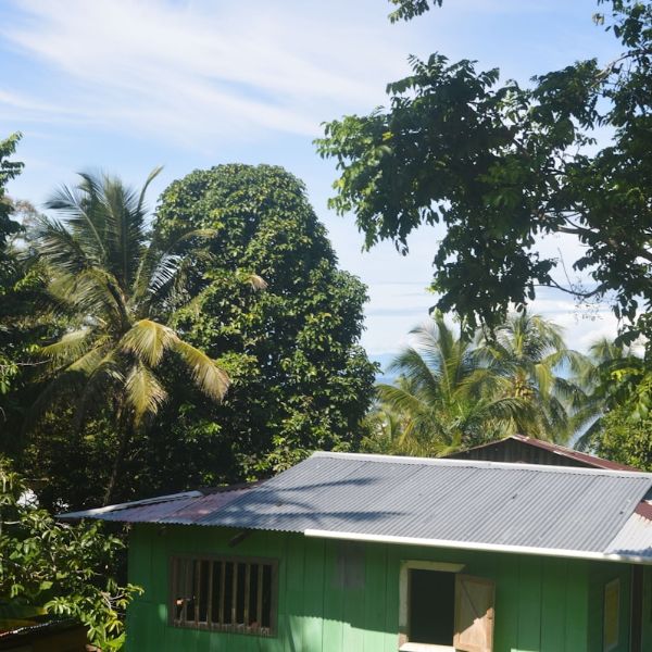 High-angle shot looking down at a modest green house with a metal roof nestled among dense palm and fruit trees.