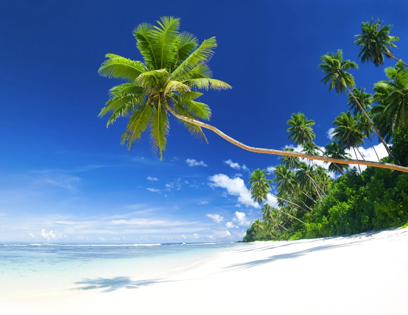 Tropical home buying