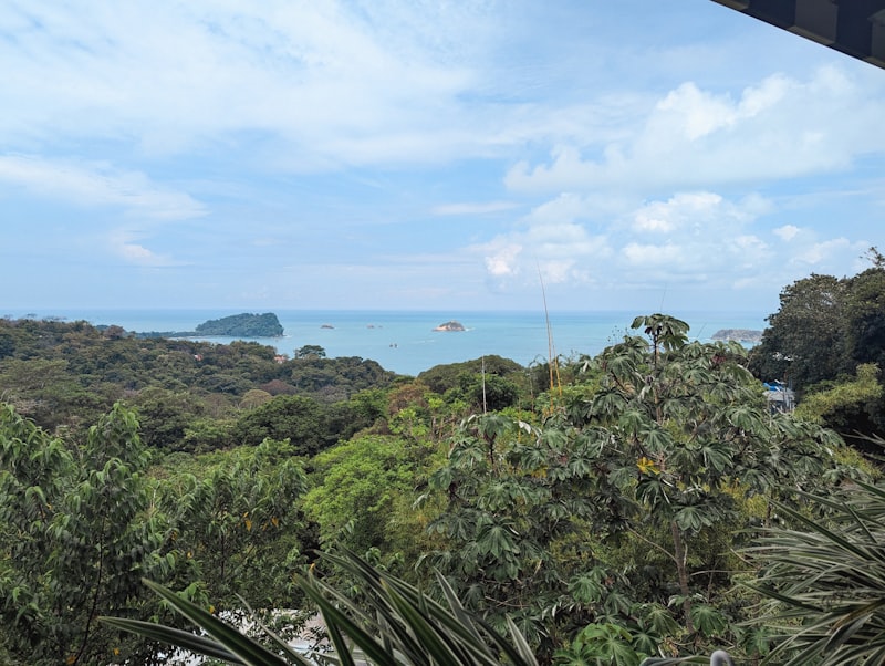 Lush oceanfront trees