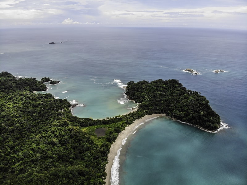 Green trees beside blue sea