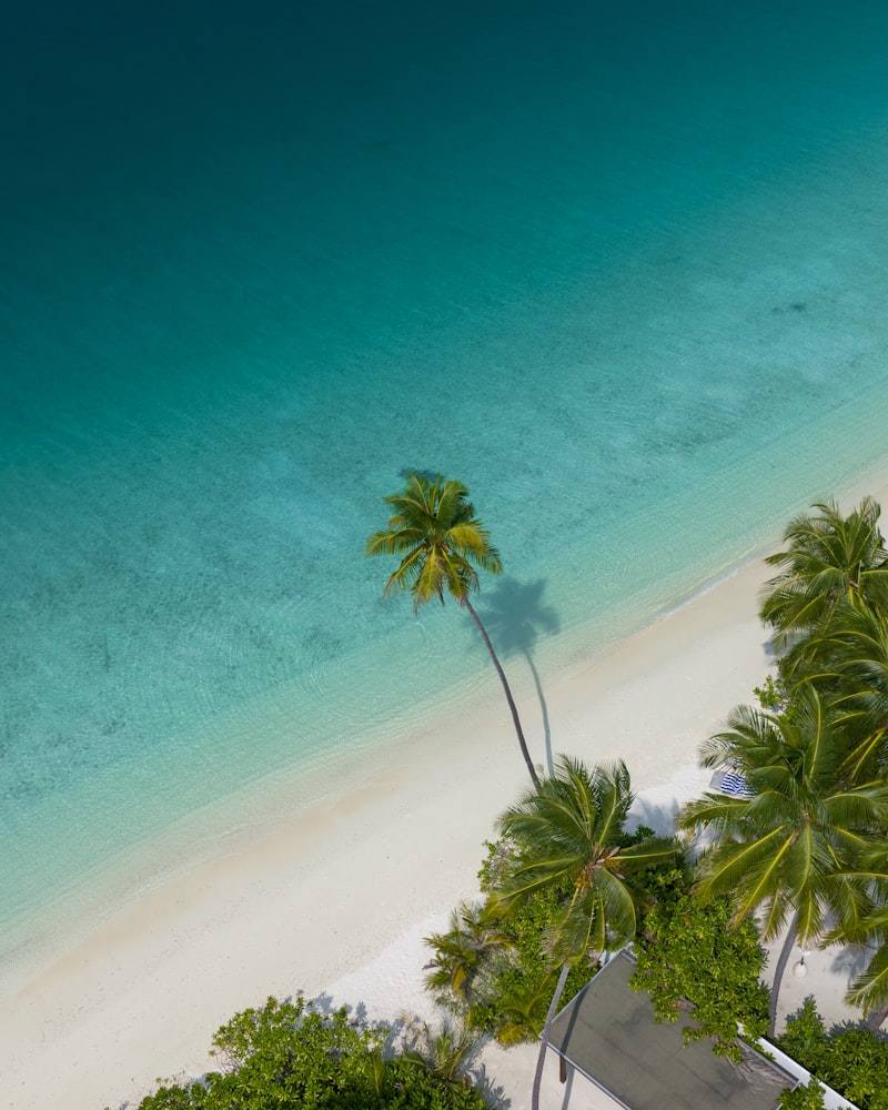 Aerial beach with palm trees